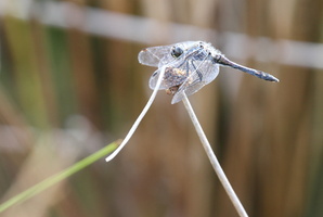 Sort Hedelibel (Sympetrum danae) -- <b>Sort Hedelibel</b> fra Tovsig Sø i Østerild Klitplantage.