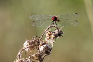Blodrød Hedelibel (Sympetrum sanguineum) -- <b>Blodrød Hedelibel</b> fra en lille tilgroet eng med kunstig opgravet dam i Tømmerby.