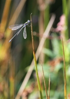 Almindelig Kobbervandnymfe (Lestes sponsa) -- <b>Almindelig Kobbervandnymfe</b> fra en lille tilgroet eng med kunstig opgravet dam i Tømmerby.