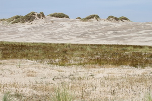 Landskab, Råbjerg Mile