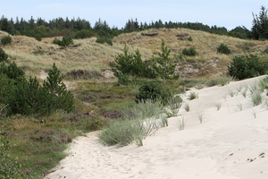 Landskab, Råbjerg Mile -- Østkanten af milen, hvor sandet er ved at opsluge vegetationen.