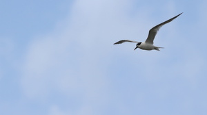 Splitterne -- <b>Splitterne</b> flyver forbi Roshage ved Hanstholm.
