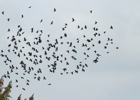 Gråkrage og Alliker -- <b>Alliker</b> (og en enkelt <b>Gråkrage</b>) fotograferet på Sletten ved Ullerup.
