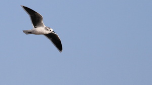 Dværgmåge -- <b>Dværgmåge</b> ved Roshagemolen, Hanstholm.