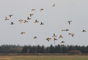 Pibeænder -- En flok <b>Pibeænder</b> over Bygholmengen.