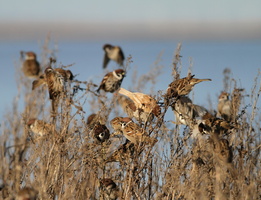 Skovspurve -- <b>Skovspurve</b> fouragerer i tørre urter (bynke?), Barmer Enge ved Nibe Bredning. Bemærk i flokken et afvigende eksemplar - vist <i>leucistisk</i>. Dette foto er bragt i årbogen '<a href="http://nordjyllandsfugle.dk/">Nordjyllands Fugle</a>'.