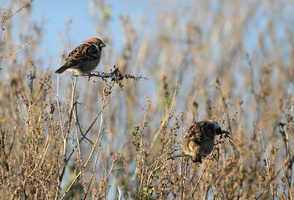 Skovspurve -- <b>Skovspurve</b> fouragerer i tørre urter (bynke?), Barmer Enge ved Nibe Bredning.