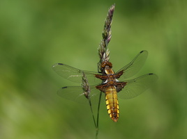 Blå Libel (Libellula depressa) -- <b>Blå Libel</b>, Tømmerby.