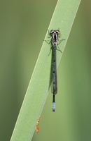 Flagermus-vandnymfe (Coenagrion pulchellum) -- En hun af <b>Flagermusvandnymfe</b> fra en kunstigt opgravet dam i Tømmerby.