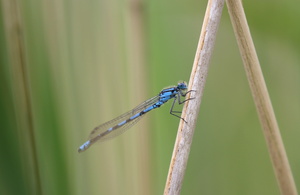 Almindelig Vandnymfe (Enallagma cyathigerum) -- <b>Almindelig Vandnymfe</b> fra gangbroen i Han Vejle.