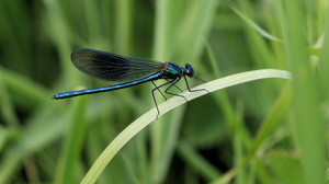 Blåbåndet Pragtvandnymfe (Calopteryx splendens) -- <b>Blåbåndet Pragtvandnymfe</b> han fra Tømmerby Å. På en ca. 100 meter lang strækning langs åen omkring Langvadvej fandtes ialt 12 af disse smukke vandnymfer, hunner og hanner.