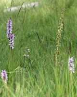 Skov-gøgeurter, Sumphullæbe og Ægbladet Fliglæbe -- Sverige er god til at passe på naturen, og et besøg i Sydsverige i juni-juli giver mulighed for at finde mange fine orkideer i blomst. Her er det tre arter sammen: <b>Skov-gøgeurt</b>, <b>Sumphullæbe</b> og <b>Ægbladet Fliglæbe</b> fra en skoveng på Omberg ved Vättern i Östergötland.