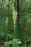 Ægbladede Fliglæber -- Sverige er god til at passe på naturen, og et besøg i Sydsverige i juni-juli giver mulighed for at finde mange fine orkideer i blomst. Her er det <b>Ægbladede Fliglæber</b> fra en af stierne ved fuglesøen Tåkern i Östergötland.