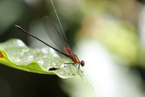 Damselfly - sp? -- From small stream in coffee plantation with large trees for shadow. Ecolodge La Sombra, Matagalpa region, Nicaragua.