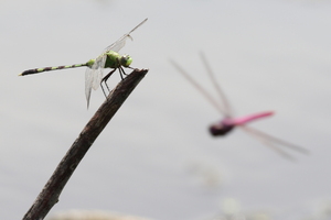 Dragonflies - Erythemis vesiculosa and Orthemis sp -- From Guayabo Swamp (Humedales de Guayabo) close to large freshwater Lake Nicaragua.