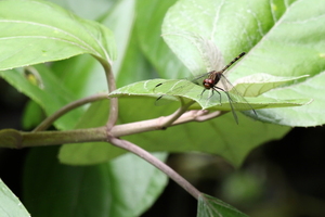 Dragonfly - Dythemis sterilis -- At small artificial pond at Finca Las Nubes, El Crucero, Nicaragua (shaded coffee farm).