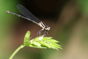 Damselfly - Argia translata -- At lagoon Charco Verde, Volcán Concepción, Isla de Ometepe, Nicaragua.