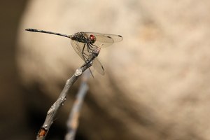 Dragonfly - Dythemis sterilis -- At small stream near Punta Gorda, Volcán Maderas, Isla de Ometepe, Nicaragua.
