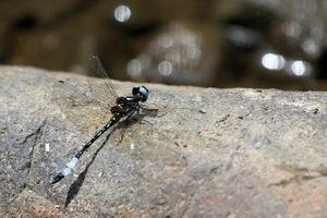 Dragonfly - Macrothemis pseudimitans -- At small stream near Punta Gorda, Volcán Maderas, Isla de Ometepe, Nicaragua.