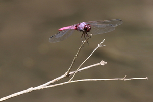 Dragonfly - Orthemis ferruginea -- At small stream near Punta Gorda, Volcán Maderas, Isla de Ometepe, Nicaragua.