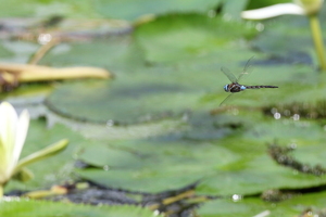 Dragonfly - Rhionaeshna jalapensis -- At lilypad bed in an artificial lake at Mountain Resort Selva Negra, Matagalpa, Nicaragua.