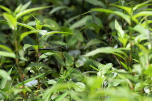 Dragonfly - Remartinia luteipennis -- At an artificial lake at Mountain Resort Selva Negra, Matagalpa, Nicaragua.