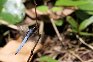 Dragonfly - Libellula foliata -- At an artificial lake at Mountain Resort Selva Negra, Matagalpa, Nicaragua.