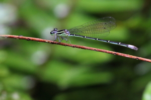 Damselfly - Anisagrion allopterum -- At an artificial lake at Mountain Resort Selva Negra, Matagalpa, Nicaragua.