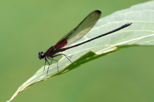 Damselfly - Hetaerina cruentata -- Near an artificial lake at Mountain Resort Selva Negra, Matagalpa, Nicaragua.