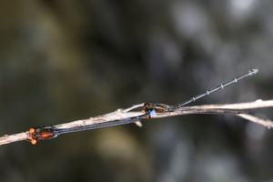 Damselfly - Argia oenea -- At Quebrada La Jagua, Macuelizo, near Ocotal, Nueva Segovia, Nicaragua. Small stream in relatively dry zone at 650 meters above sea level.