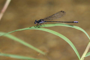 Damselfly - Argia pulla -- At Quebrada La Jagua, Macuelizo, near Ocotal, Nueva Segovia, Nicaragua. Small stream in relatively dry zone at 650 meters above sea level.