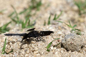 Dragonfly - Pseudoleon superbus -- At Quebrada La Jagua, Macuelizo, near Ocotal, Nueva Segovia, Nicaragua. Small stream in relatively dry zone at 650 meters above sea level.