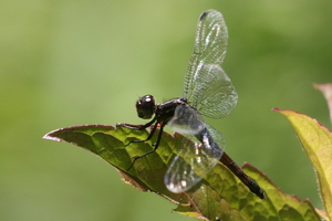Dragonfly - Cannaphila vibex -- At small mountain stream, about 1100 meters above sea level, El Doradito, Murra, Nueva Segovia, Nicaragua.