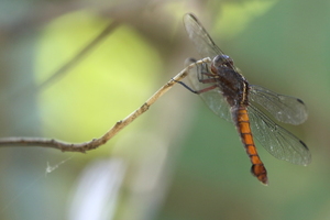 Dragonfly - Libellula herculea -- From mixed forest/farmland in relatively dry zone about 750 meters above sea level, near Río Mozonte, Nueva Segovia, Nicaragua.