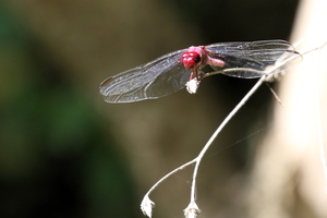 Dragonfly - Orthemis discolor -- From mixed forest/farmland in relatively dry zone about 750 meters above sea level, near Río Mozonte, Nueva Segovia, Nicaragua.