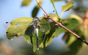 Østlig Kærguldsmed / Dark Whiteface (Leucorrhinia albifrons) -- Fra Aukstumala-højmosen.
From the Aukstumala bog.