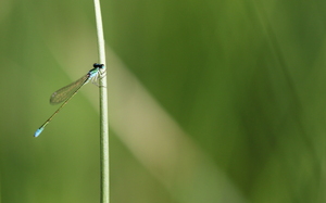 Dværgvandnymfe / Pygmy Damselfly (Nehalennia speciosa) -- Fra Aukstumala-højmosen.
From the Aukstumala bog.