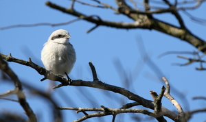 Stor Tornskade / Great Grey Shrike -- <b>Stor Tornskade</b> på yngleplads på Aukstumala-højmosen.
Breeding <b>Great Grey Shrike</b> at the Aukstumala bog.