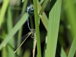Fjerbenet Vandnymfe / Blue Fetherleg (Platycnemis pennipes) -- Ved Tenenys/Minija-flodsystemet.
At Tenenys/Minija River system.
