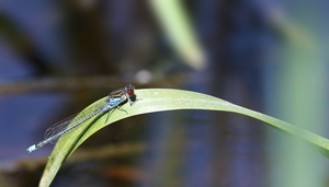 Rødøjet Vandnymfe / Large Redeye (Erythromma najas) -- Ved Tenenys/Minija-flodsystemet.
At Tenenys/Minija River system.