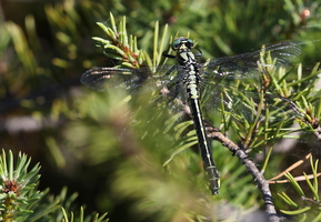 Almindelig Flodguldsmed / Common Clubtail (Gomphus vulgatissimus)  -- Fra Aukstumala-højmosen.
From the Aukstumala bog.