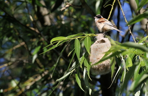 Pungmejse / Penduline Tit -- <b>Pungmejse</b> ved rede i stort piletræ, Rusné-øen (Nemunas-deltaet).
<b>Penduline Tit</b> at nest in a large willow, island of Rusné (Nemunas delta).