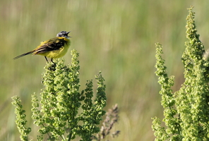 Gul Vipstjert / Yellow Wagtail -- <b>Gul Vipstjert</b> fra Rusné-øen (Nemunas-deltaet), hvor den er en ekstremt talrig ynglefugl.
<b>Yellow Wagtail</b> from the island of Rusné (Nemunas delta), where it is abundant as a breeding bird.