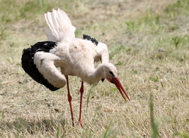 Hvid Stork / White Stork -- <b>Hvid Stork</b> er almindelig mange steder i Litauen, ikke mindst på Rusné-øen (Nemunas-deltaet), hvor der er mange ekstensivt drevne enge.
<b>White Stork</b> is common many places in Lithuania, epecially at the island of Rusné (Nemunas delta), where many meadows are managed in an extensive manner.