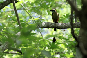 Turquoise-browed Motmot -- Nicaraguas nationalfugl <b>Turquoise-browed Motmot</b> er udbredt i tørre og halvtørre zoner langs Stillehavet i store dele af Mellemamerika. Denne er fotograferet nær Mozonte i departementet Nueva Segovia i det nordlige Nicaragua.