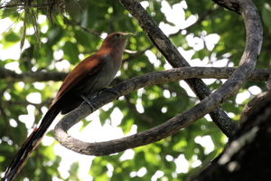 Squirrel Cuckoo -- <b>Squirrel Cuckoo</b> er en stor, ræverød gøg, som er meget almindelig i næsten alle skovtyper, våde såvel som tørre, i store dele af Mellemamerika. Denne er fotograferet nær Mozonte i departementet Nueva Segovia i det nordlige Nicaragua.