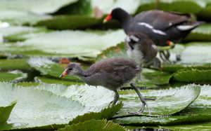 Grønbenet Rørhøne / Common Gallinule -- På kaffefarmen og tågeskovs-reservatet Selva Negra i Nicaragua har man anlagt flere kunstige søer, hvor en bestand af <b>Grønbenet Rørhøne</b>/<b>Common Gallinule</b> har indfundet sig.