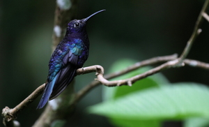Violet Sabrewing -- <b>Violet Sabrewing</b> er en stor, dominerende og meget territorial kolibri som er almindelig i bjergskove i store dele af Mellemamerika; her er den fotograferet på kaffefarmen og tågeskovs-reservatet Selva Negra i Nicaragua. Denne han vogter en stor busk med nogle meget nektarholdige blomster - ved mange besøg igennem en lang årrække har der altid været Violet Sabrewing i denne busk!...