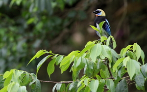 Golden-hooded Tanager -- <b>Golden-hooded Tanager</b> er en af de mest farvestrålende af alle tangarerne, og heldigvis meget almindelig i store dele af Mellemamerika (fugtige zoner); her er den fotograferet på kaffefarmen og tågeskovs-reservatet Selva Negra i Nicaragua.