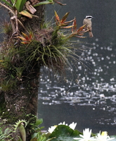 Great Kiskadee -- <b>Great Kiskadee</b> er en stor, iøjne- og iørefaldende fluesnapper som er ekstremt almindelig i hele Mellemamerika i stort set alle typer af habitat; her er den fotograferet i smukke omgivelser på kaffefarmen og tågeskovs-reservatet Selva Negra i Nicaragua.